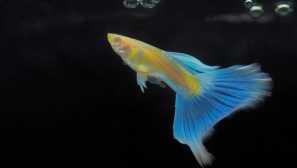 Guppies albino: грижа, компатибилност, храна, слика
